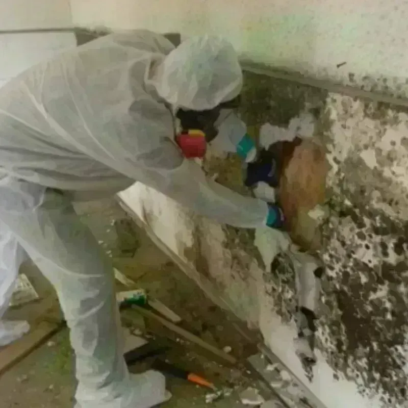 Mold Remediation and Removal in Somerville, TN